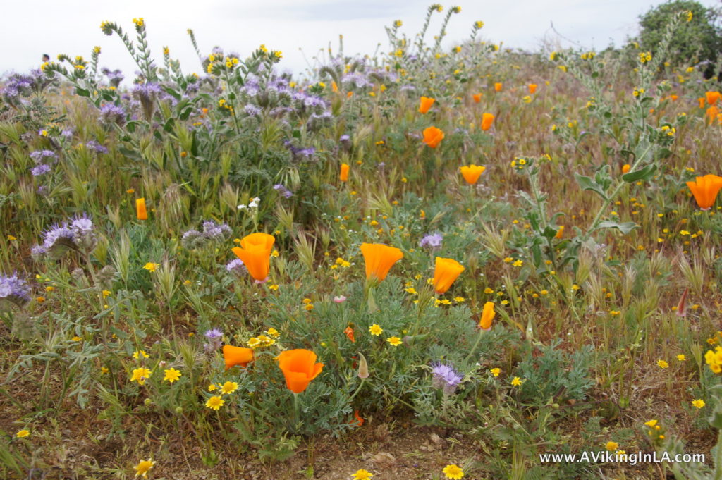 poppies and other wildflowers
